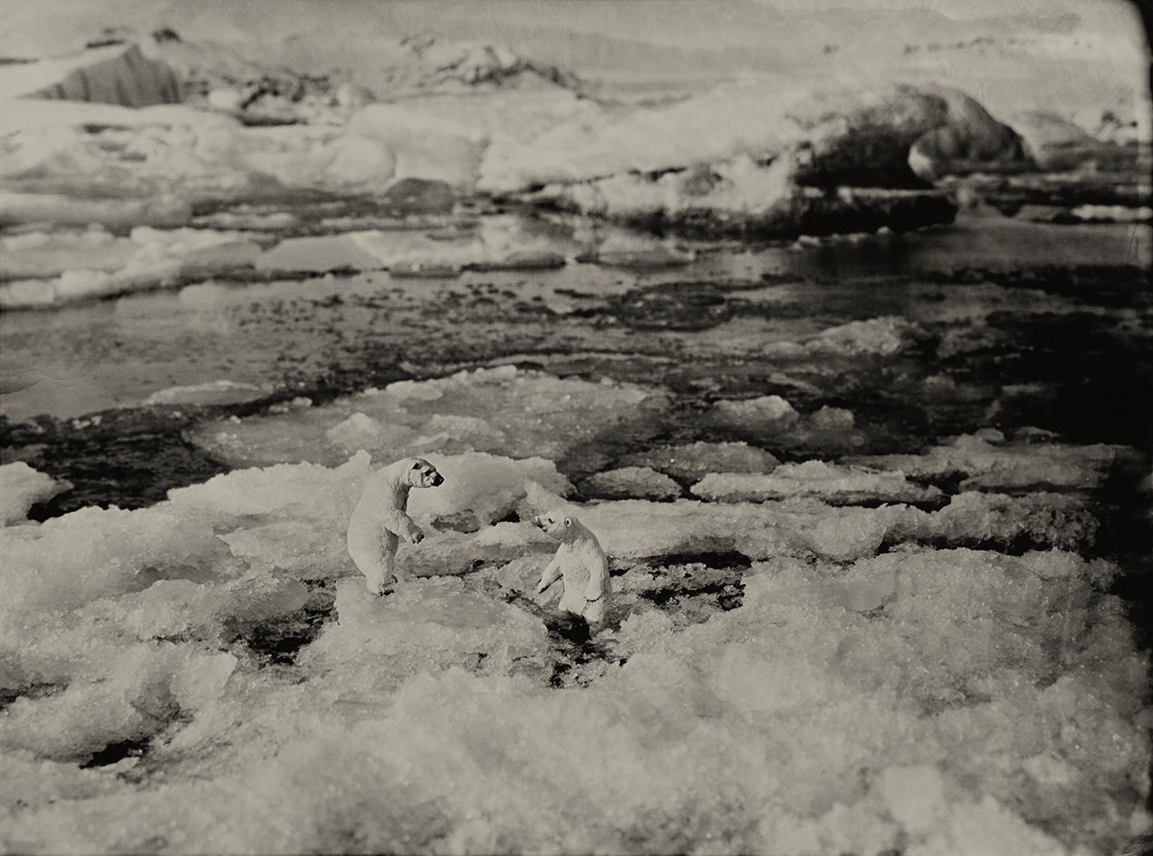 Polar Bear Jokulsarlon Iceland